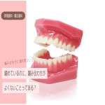 噛み合わせ　不正咬合 噛み合わせ違和感　歯列矯正