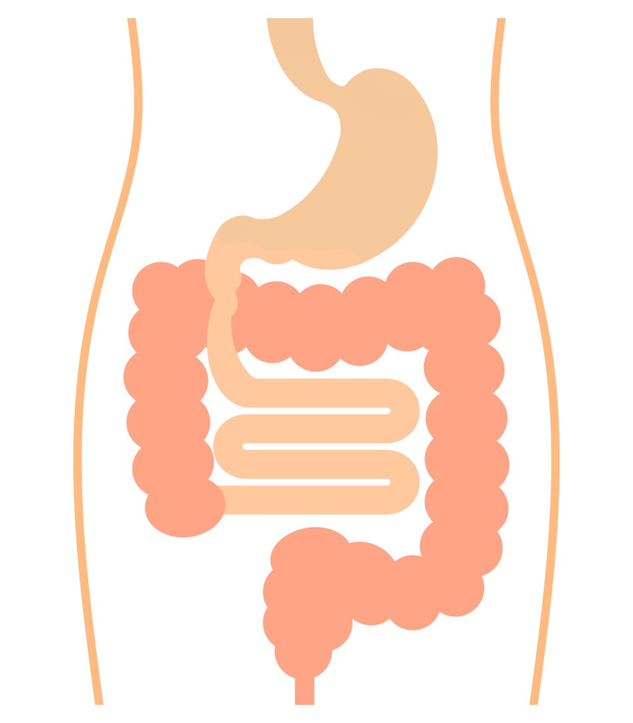 体内でどうなる?矯正装置が排泄される仕組みについて 飲み込んだ装置は、排出されるのかどうか